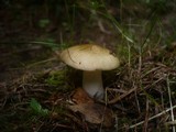 Russula nauseosa image