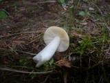 Russula nauseosa image