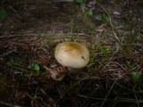 Russula nauseosa image
