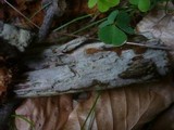 Tubulicrinis gracillimus image