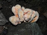 Laetiporus cincinnatus image