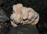 Laetiporus cincinnatus image