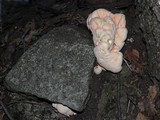 Laetiporus cincinnatus image