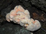 Laetiporus cincinnatus image
