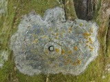 Caloplaca ulcerosa image
