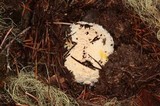 Amanita aprica image