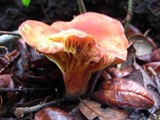 Phylloporus leucomycelinus image