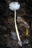 Amanita sect. Vaginatae image