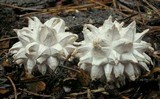 Calvatia sculpta image