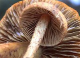 Inocybe unicolor image