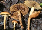 Inocybe unicolor image