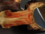 Agaricus pequinii image