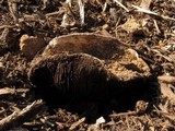 Agaricus pequinii image