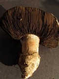 Agaricus pequinii image
