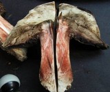 Agaricus pequinii image