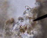 Inocybe unicolor image