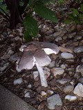 Amanita sect. Vaginatae image