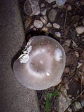 Amanita sect. Vaginatae image