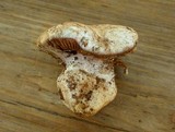Cortinarius magnivelatus image