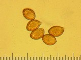 Cortinarius magnivelatus image
