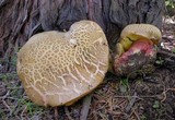 Boletus rubripes image