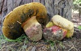 Boletus rubripes image