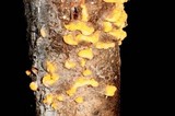 Cronartium comandrae image