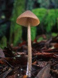 Entoloma hirtipes image