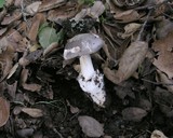 Amanita constricta image