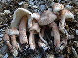 Leucoagaricus americanus image