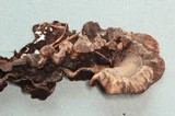 Veluticeps abietina image