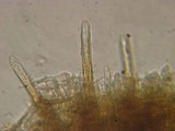 Veluticeps abietina image