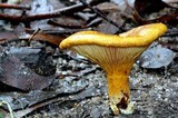 Austropaxillus infundibuliformis image