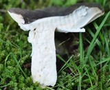 Russula cyanoxantha image