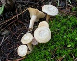 Clitocybe albirhiza image