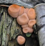 Lycogala epidendrum image