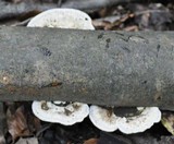 Trametes gibbosa image