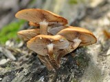 Kuehneromyces mutabilis image