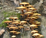 Kuehneromyces mutabilis image