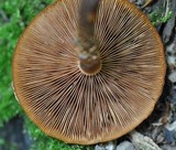Kuehneromyces mutabilis image