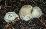 Gastropila fumosa image