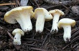 Hygrophorus chrysodon image