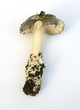 Amanita constricta image