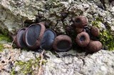 Bulgaria inquinans image