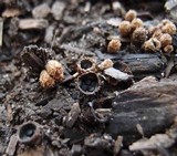 Cyathus stercoreus image