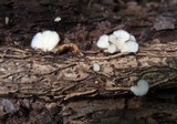 Hohenbuehelia mastrucata image