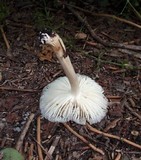Megacollybia rodmani image