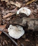 Tyromyces chioneus image