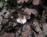 Clitocybe salmonilamella image