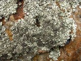Xanthoparmelia viriduloumbrina image